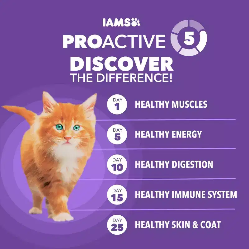 IAMS Proactive Health with Chicken Kitten Premium Dry Cat Food
