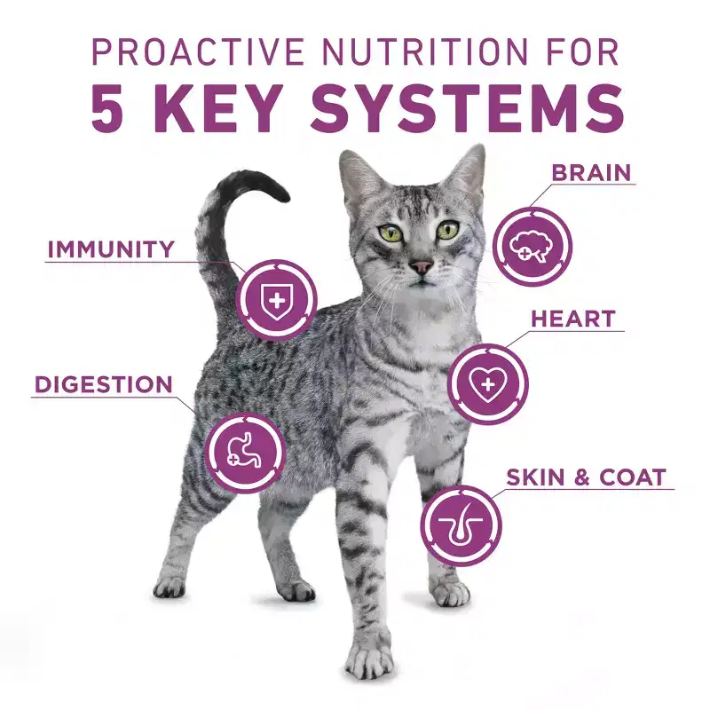 Purina ONE Plus Whole Body Support Chicken Flavor Adult Dry Cat Food - 7lbs